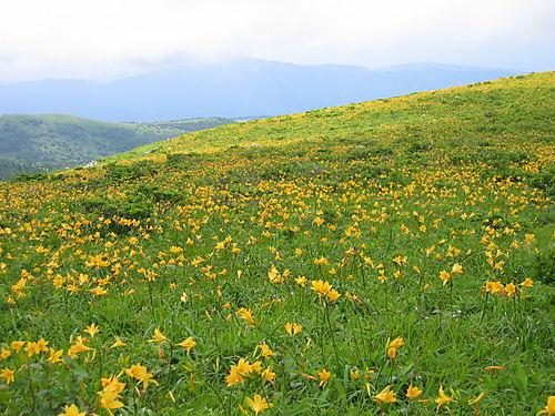 image from www.flickr.com