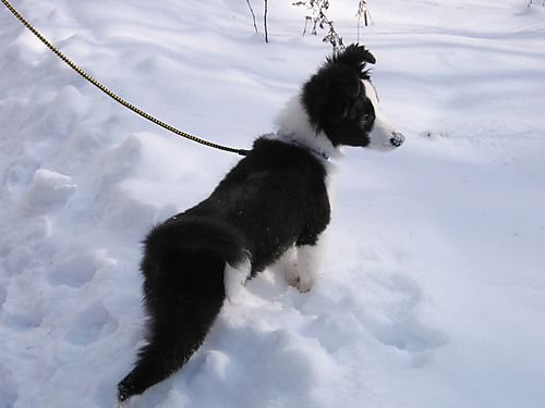 image from www.flickr.com