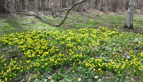 image from www.flickr.com
