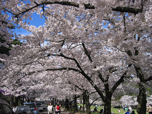 image from www.flickr.com