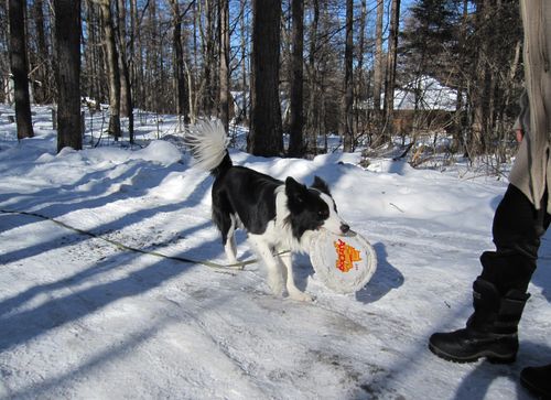 フリスビーを持ってくる  Randy with a frisbee (Jan. 27, 2010)