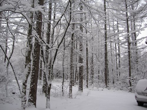 寒波が来た山荘庭　2009年12月19日8：58