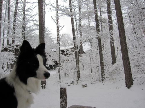 ベランダから積雪した庭を眺めるランディ