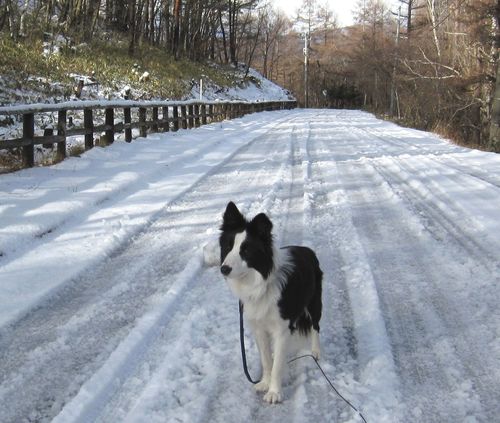 湿った雪道を散歩するランディ 09年12月12日9：46