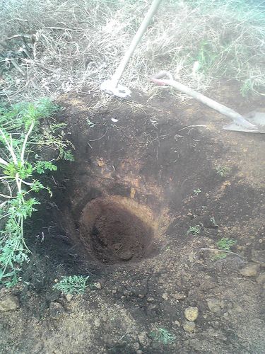 人参を掘り出した後の穴　2009年11月5日