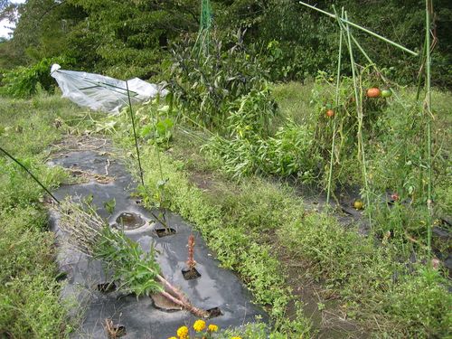 畑の台風被害 2009年10月9日