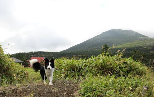 麦草峠を散歩するランディ／向こうは茶臼山