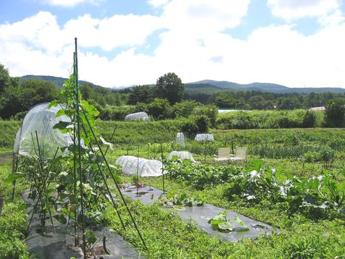 畑と八ヶ岳連峰 2009年8月3日