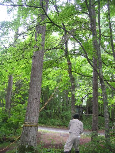 チェーンソーで木を切る　2009年7月25日 