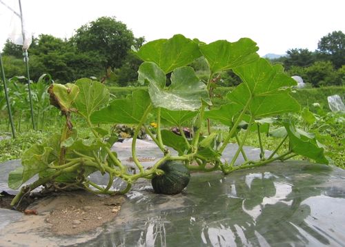 カボチャの実　2009年7月20日