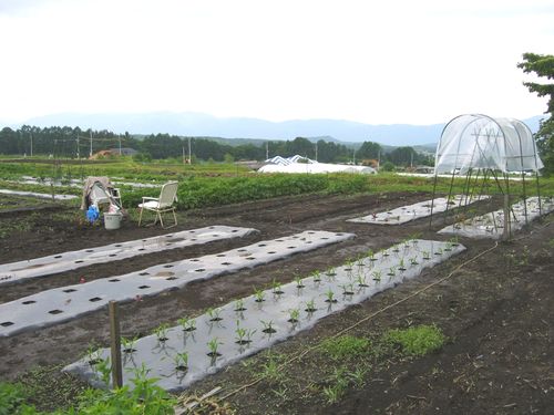 種まき・植え付け作業中の畑　2009年6月17日
