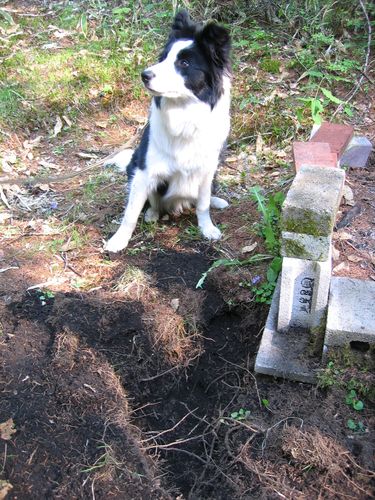 この穴は僕が掘りました　I dug this hole.