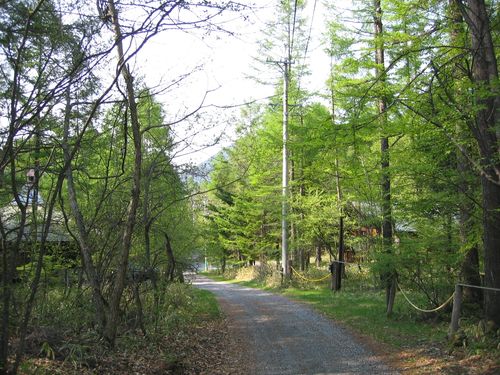 新緑の山荘前道路 2009.5.25