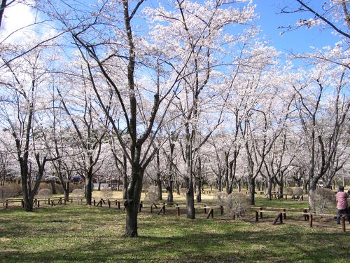 聖光寺境内の桜　2009年4月23日