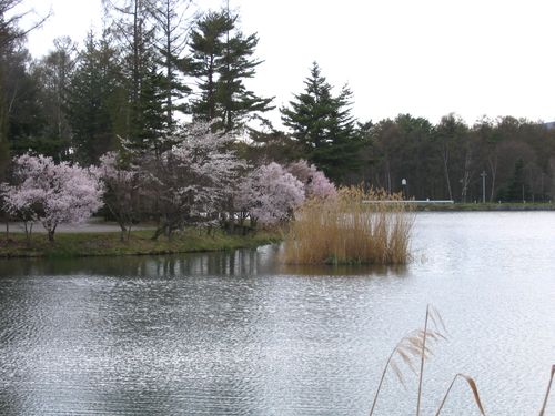 蓼科湖畔の桜　2009年4月23日