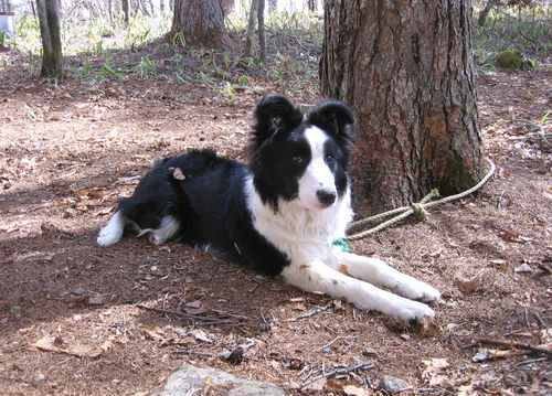 山荘庭でくつろぐランディ 2009.4.18