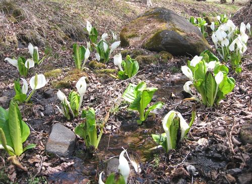 群生する水芭蕉 2009年4月16日