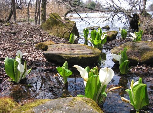 蓼科湖畔東岸に群生する水芭蕉