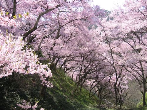 高遠城址公園土手の桜 2009年4月13日