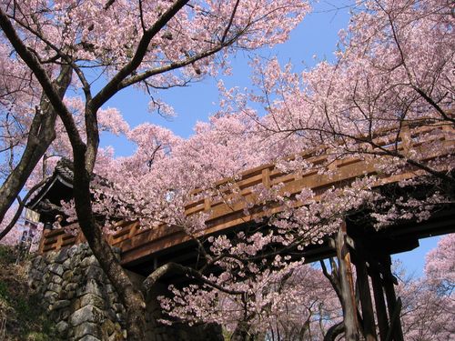 高遠城址公園の橋と桜