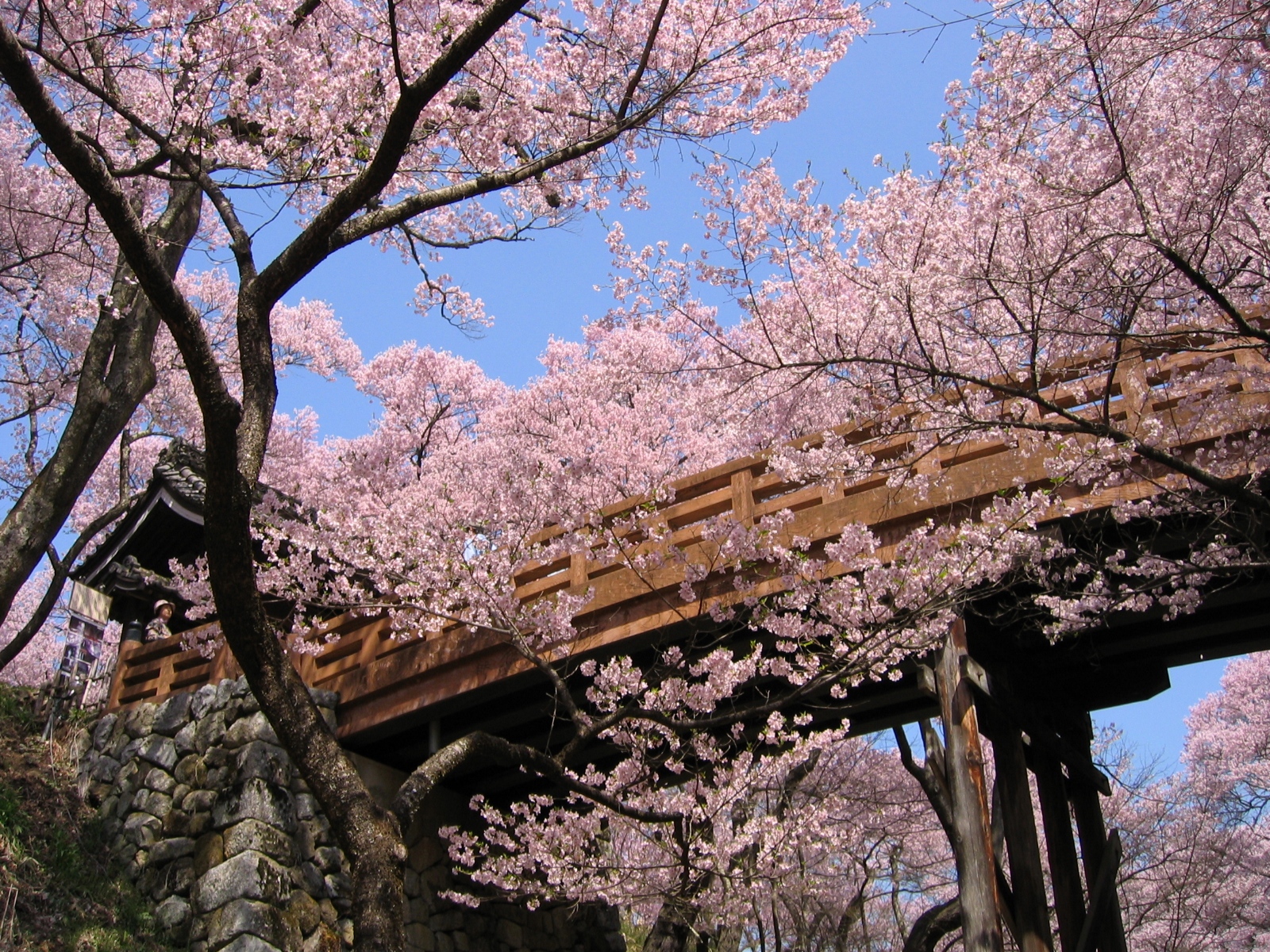 高遠城址公園の桜 蓼科田舎暮らし 晴耕雨楽 By Poran