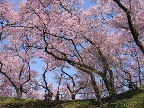 高遠城址公園土手の桜　2009年4月13日