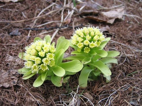 開花したフキ 2009年4月12日