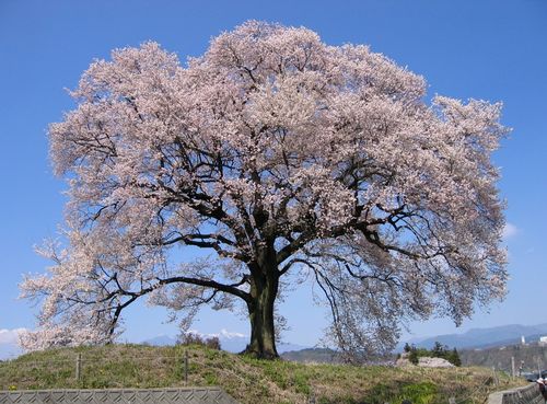 王仁塚の桜と八ヶ岳連峰 2009.4.7