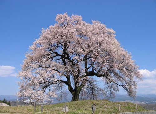王仁塚の桜と茅が岳 2009.4.7