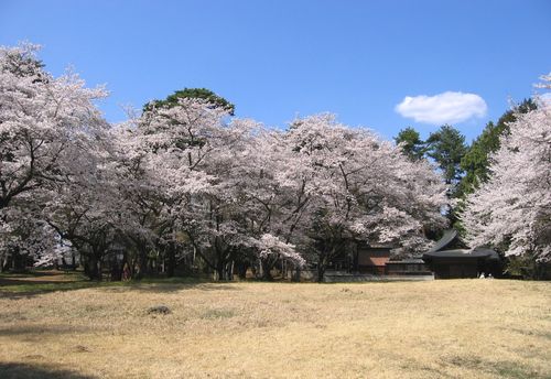 新府城跡本丸の桜 2009年4月7日