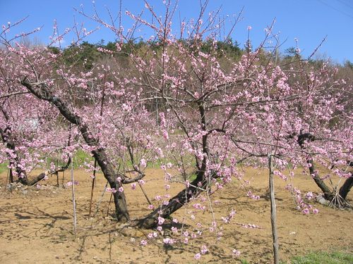 新府城跡近くの桃畑 2009年4月7日