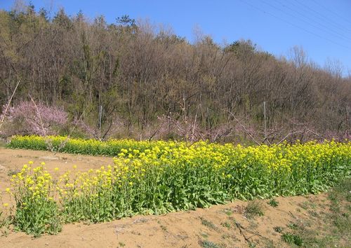 新府城跡近くの菜の花 2009年4月7日