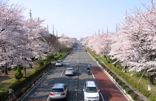 国立駅南口大学通りの桜 2009年4月6日