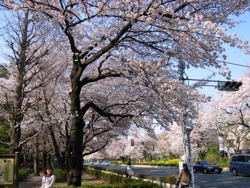 一橋大学正門前の桜 2009年4月6日