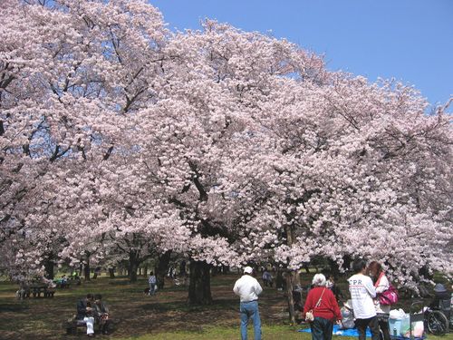 小金井公園の「桜の園」 2009年4月6日