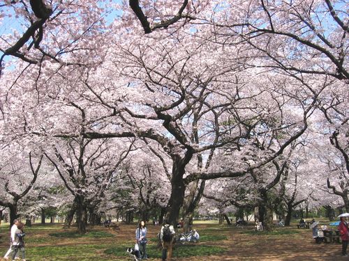 小金井公園の桜の下で 2009年4月6日