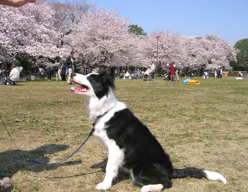 ランディの花見＠小金井公園 2009.4.6