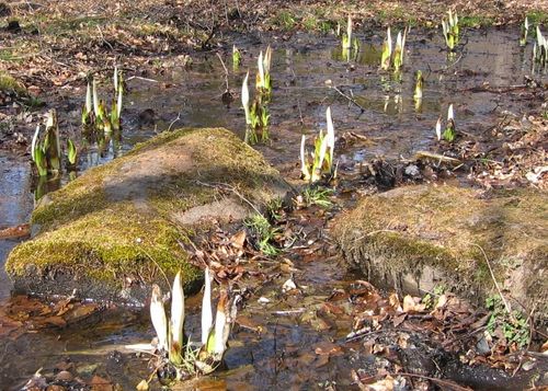 蓼科湖畔の水芭蕉の蕾 2009.3.21