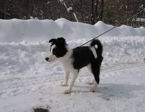 雪道を散歩するランディ 2009.1.22