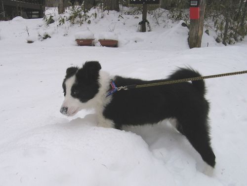 雪道を散歩中のランディ 2009.1.18