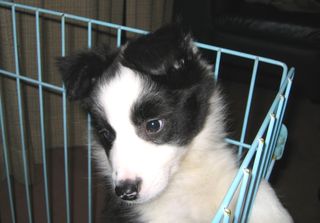 IMG_0052 Border Collie Nov.25, 2008