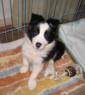 Border Collie on Nov.25, 2008.　生後６３日。 