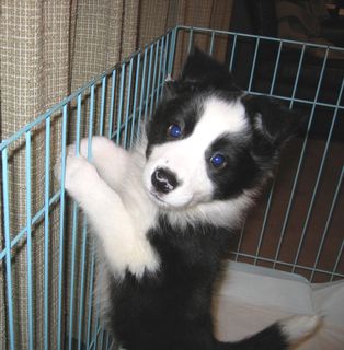 We got this border collie just today. 