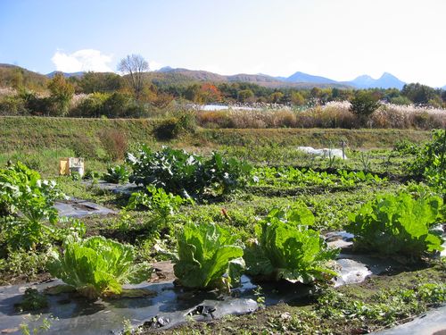 １０月末の畑／大根・白菜・ﾌﾞﾛｯｺﾘｰなど