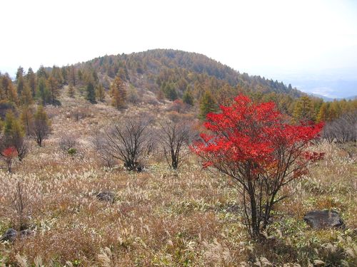 ススキと熊笹の八子ヶ峰