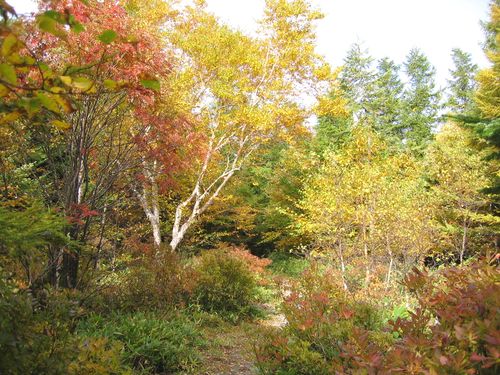 蓼科神社一ノ鳥居前の紅葉 2008.10.9