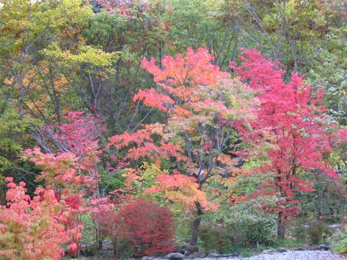 蓼科高原／山荘近くの紅葉 2008.10.7