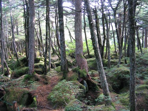 白駒池畔の苔むす森 2008.10.2