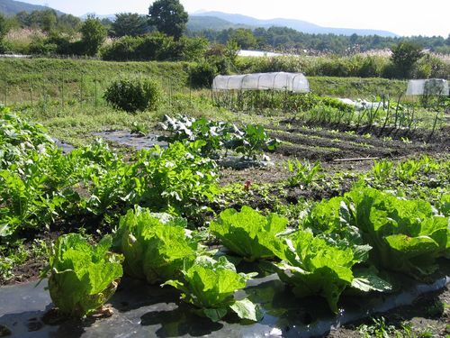 秋野菜の畑 2008年10月2日