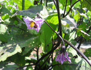 ナスの花とてんとう虫　08.7.29